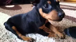 Miniature Pinscher Puppies 