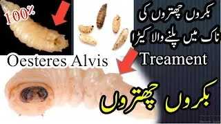 Goats Brain Worms|Bakri Ke Dimag ka Keeda|Ilaj