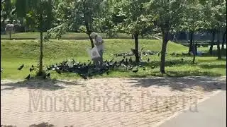 В России ищут способ совладать с кормлением уличных голубей
