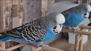 @Говорящий Попугай Кеша 🦜,и все наши питомцы 
