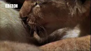 Funny Talking Lion Cubs Breast Feeding Tips (Helen Mirren,Kate Winslet,Rupert Graves,Martin Freeman)