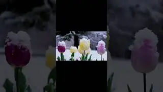 Mobile photography 😱📱📸with lens tricks and trips 
