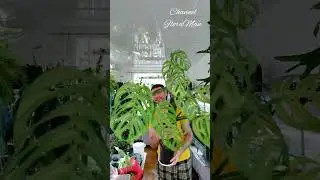 monstera esqueleto (epipremnoides)