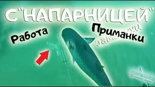 Охота с НАПАРНИЦЕЙ, КАК РАБОТАЕТ ЗАМАНУХА (маруська)