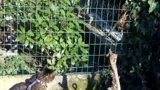Nami e la gallina!