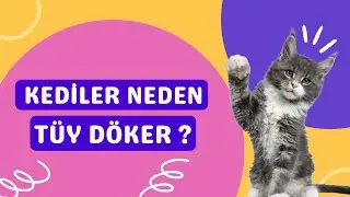 Kedi Tüylerinin Dökülmesi Nasıl Önlenir?
