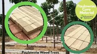 Paulownia Plywood Core Materials BioEconomy Solutions #paulownia #kiri #panel #plywood #liteweight