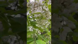 Кривий Ріг, нюхать і співать 🌸