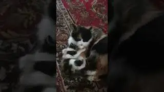 Моечно воспитательный процесс. Федоровна и Манюня. #кошки,#забавныеживотные, #любимыйпитомец.