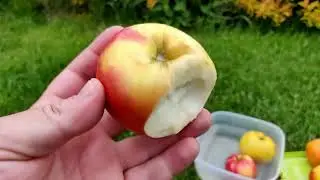 Review of apple tree varieties May 24, 2020. Apple tree varieties Modi, Imant, Berkutovskoye, Pam...