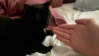 My cat with Half Life sound effects (100 subscriber special)