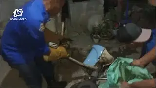 Ngeri, Ular Piton 3 Meter Sembunyi di Kloset Rumah Warga Tuban