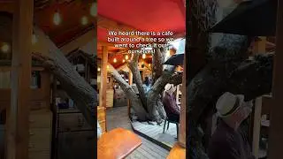 Iconic Tree House Cafe on Salt Spring Island 🌳👏🏻 #vancouverisland #britishcolumbia #travelfoodie