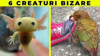 6 Creaturi Care Nu Ar Trebui Sa Existe (Dar Exista)