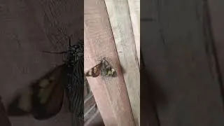 Aún entre tanta guerra, el amor está en todas partes