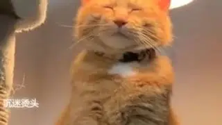 Cat spa