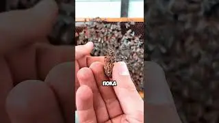 Why are bee eggs being destroyed? 🐝🥚💥🤯 |