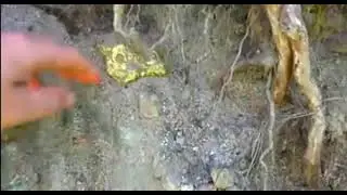gold nuggets under the tree