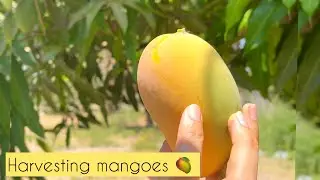 Harvesting mangoes 🥭 at home (Mangoes)