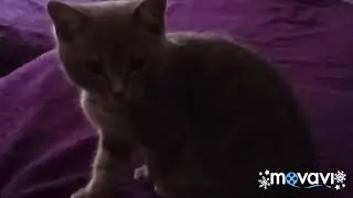 Тайсон боксер 👍😀🐱