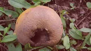 Frutas en acercamiento relájate