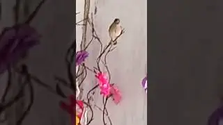 se ekor burung bertamu,dan menyapa cit cit