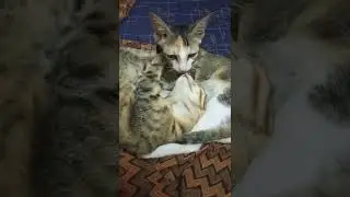 Blessed ❤️ | #love #pure #funnyvideos #funnyanimals #funnydogs #funnycats #gowndamani #cute #sendhil