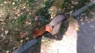 Белочка. Ищем белочку. *** Squirrel. Are you searching for squirrel
