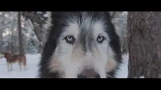 Husky dog sledding in Latvia