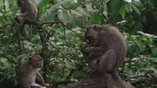 Monkey Peeling a Fruit😁