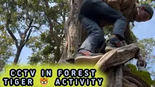 CCTV In Forest For Watching Tiger