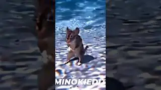Rat diver Meme #edit #phonk #mouse #rat #ratdiver