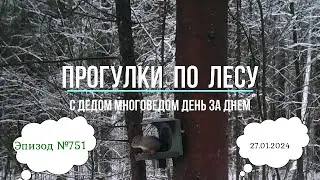 Прогулки по лесу. День за днем с дедом Многоведом. 27 января 2023г. Эпизод 751.
