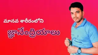 మానవ శరీరంలోని జ్ఞానేంద్రియాలు | జ్ఞానేంద్రియాలు వీడియో | human sense organs