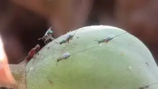 27.7.19 - Apocrypta wasps on Ficus sycomorus