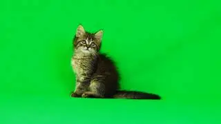 Green Screen Cat 🐈 Cat Green Screen Video 2