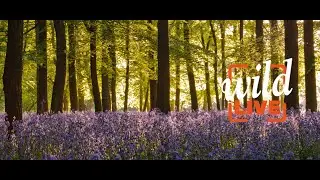 Wild LIVE: Tackling the twin threats of the nature and climate crisis
