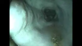 megaesophagus in a dog
