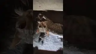 cat with her cute kittens aggressive #shorts