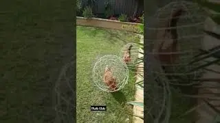 കോഴികളെ ഇങ്ങനെയും കൂട്ടിൽ വളർത്താം