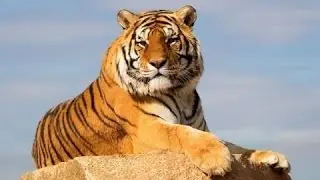 Исчезнновение тигров! Документальные фильмы, фильмы о животных