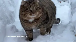✨ Самый красивый котик в мире ✨ Барсик✨ The most beautiful cat in the world✨ Barsik