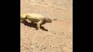 Life in desert | Desert Reptile | Sunny Day in a Desert