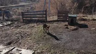 Дозор