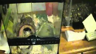 Snake problems