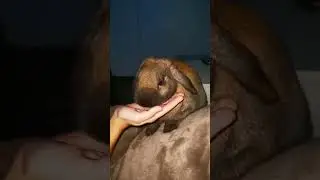 зализал ну всю мою руку 🐰🥰♾️