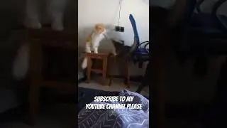 Funny cat 🐈 😻 #ps4 #subscribe #funny #cat #animals #catlover #kitten