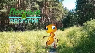 Самый большой муравейник в мире находится в Ишиме?