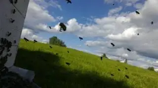 Bičių trafikas