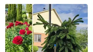 Дача Зацветают пионы.Уезжаем Оставляем сад .Котики